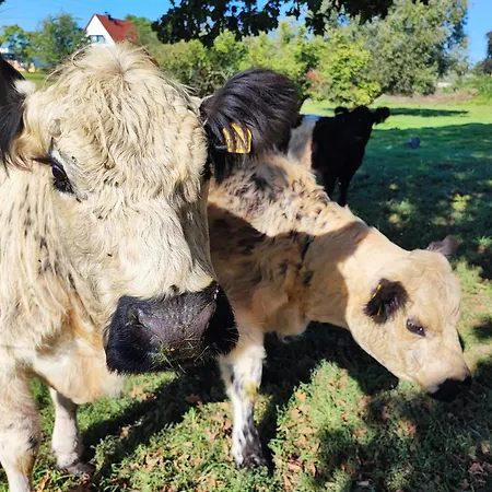 Apartment Urlaub Im Neuseenland