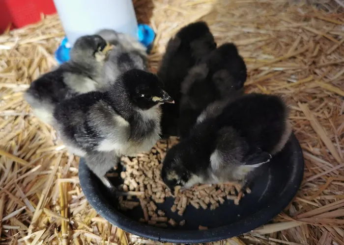 Urlaub Im Neuseenland Appartamento Frohburg